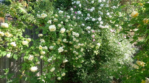 优点多多， 让人心动