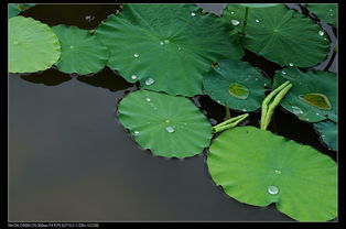 阳光雨露，助力植物茁壮成长！