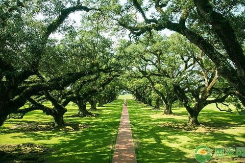 注意事项：避免种植误区