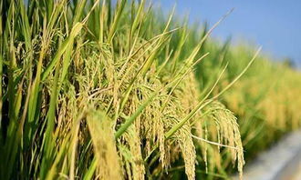 盐碱地生态修复：让土地重新焕发生机