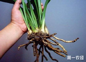养殖桔梗烂根如何有效防治及日常养护技巧有哪些