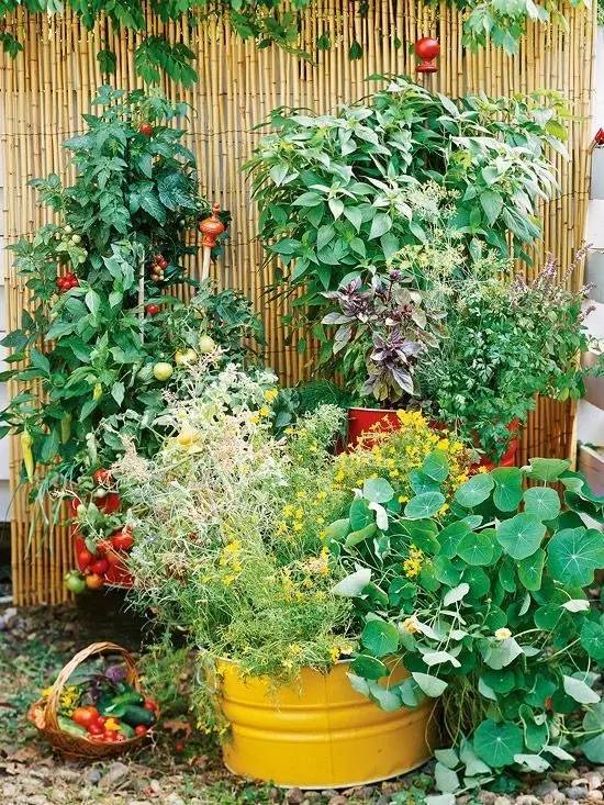 北方庭院宜植之花有哪些，如何搭配打造四季鲜花园林呢