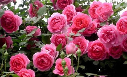 大游行月季：重瓣花朵的盛宴