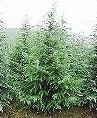 雪松树下种植蔬菜的小秘密