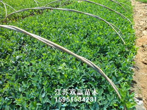 采购商服务， 供应商服务，一个dou不Neng少