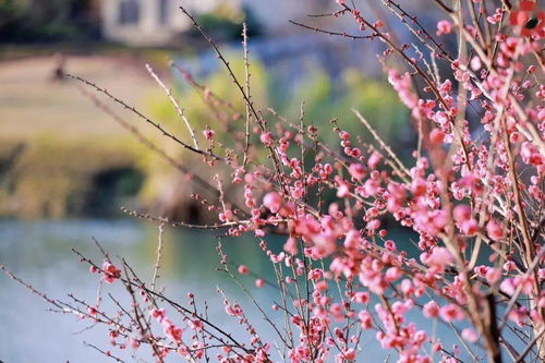 宫粉梅：大红色的代表