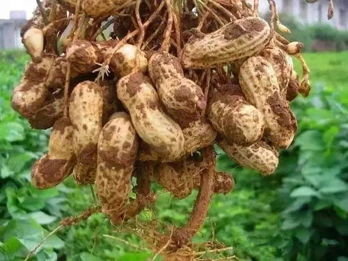 花生播种深度影响出苗率：掌握最佳种植深度是关键！