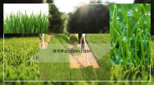 草皮平方的计算方法