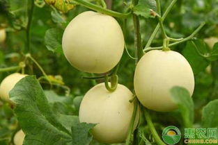 甜瓜染病了怎么办？