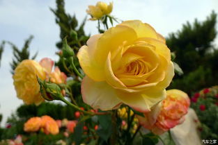 摩城月季：汽车城音乐月季Motown， 北方种植的可行性