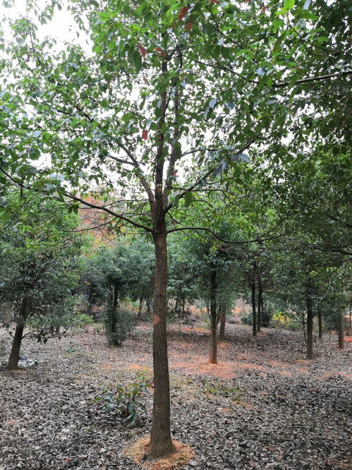 樟树用途广泛：40公分樟树的价值与意义