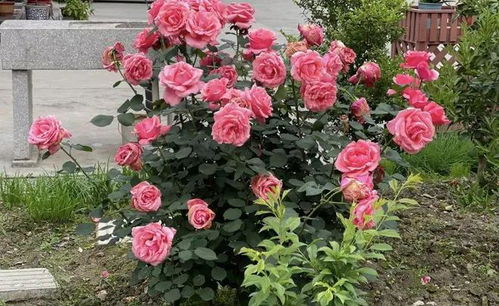 春日月季花开的秘密