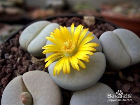 生石花夏季养殖5大要点有哪些？如何让生石花安全度过炎热的夏天