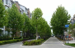 园林绿化苗木行业常用的品种