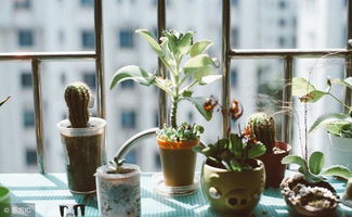 大蒜液：防治多种病害