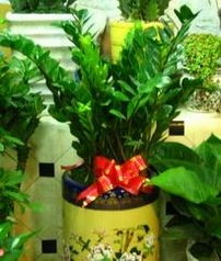 先来谈谈金钱树的价格