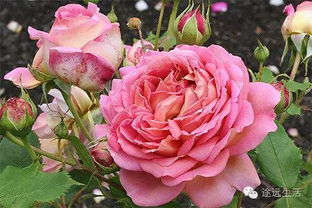 沙漠玫瑰：耐旱又美丽的花朵