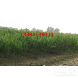 石榴种植的最佳时机是什么时候？