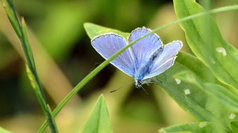 有机覆盖物：像给植物盖个被子