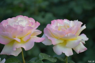 色彩斑斓， 美不胜收