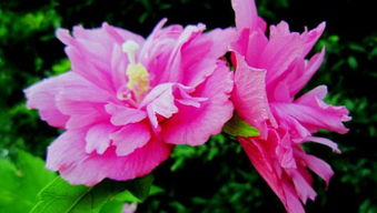 木槿花的文化内涵