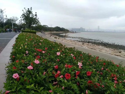 海边带的花是什么品种？