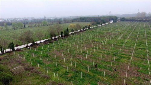 内乡县万亩林果基地：农民脱贫致富的新希望