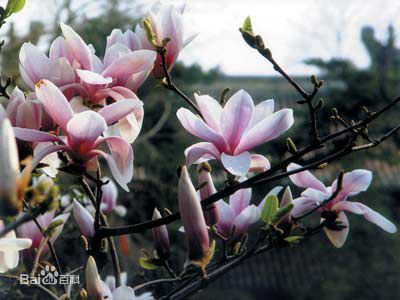 影响二乔玉兰开花时间的因素