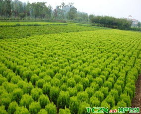 小苗的包装大法