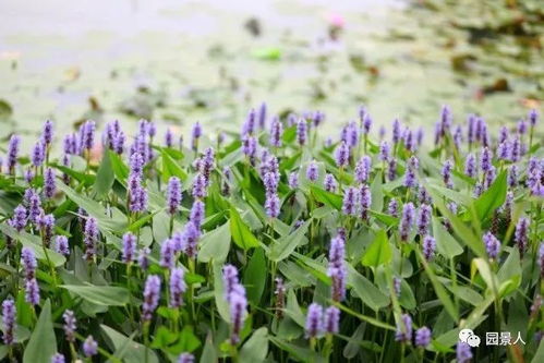 红蓼：水中仙子