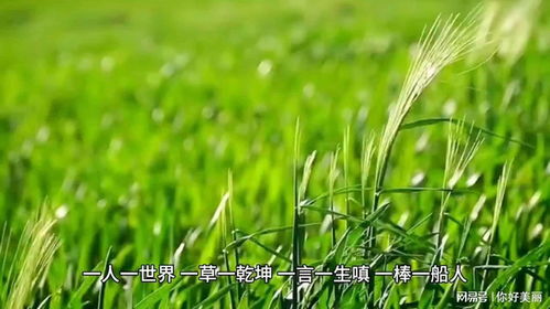 萱草的寓意与人生智慧如何唤醒我们的心灵