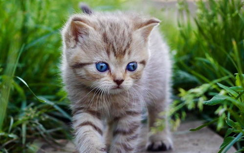 猫咪的神秘行为