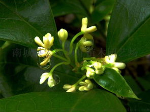四季桂花树种植技术中，四季桂如何进行养殖才能保证四季开花