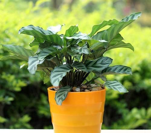 盆栽施肥小窍门，你get了吗？