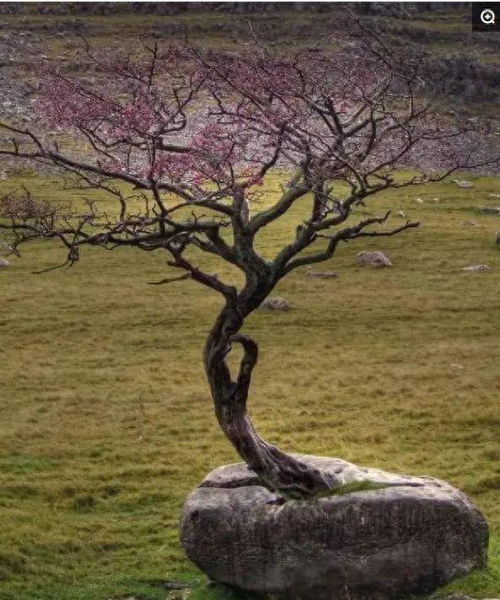 幸福树根有虫子怎么办？如何拯救这棵树的生命