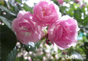 阳台养花驱虫小窍门， 让你花草健康成长