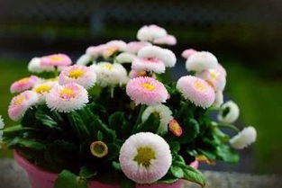 神奇7天催芽法，种花也嫩省材料？快来学学吧！