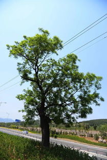 分水岭村的记忆