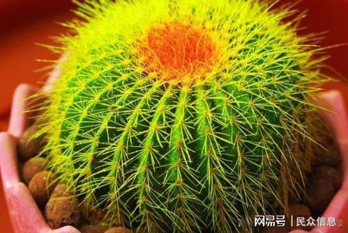 菠萝蜜核怎么种盆栽？新手也能轻松上手
