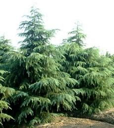 松雪鼎与自然和谐之美