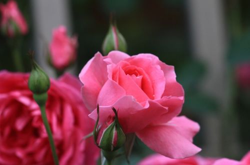 欧月月季：真的Neng种出一大片吗？