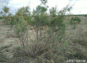 梭梭：沙漠中的绿洲守护者