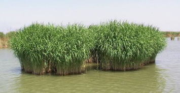 芦苇——湖泊之珍，这种植物在湖泊生态系统中扮演着怎样的重要角色呢