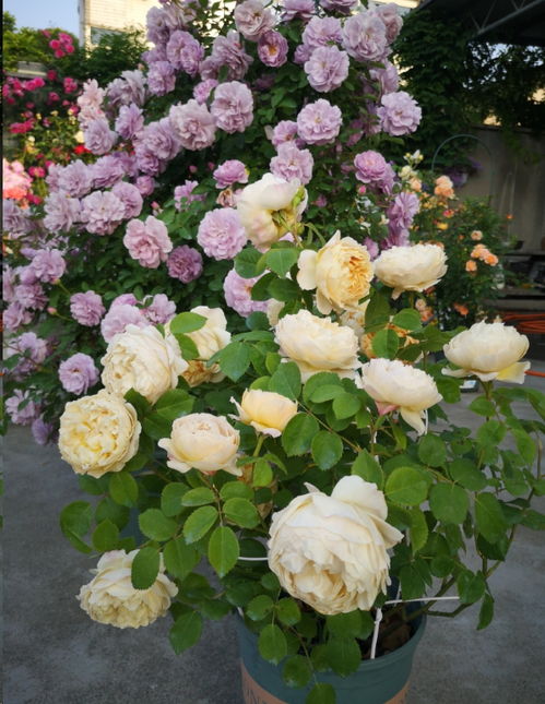 无刺月季，你值得拥有