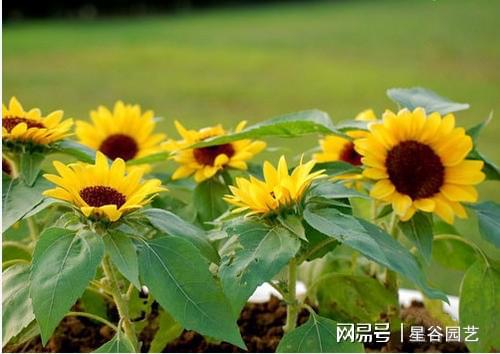 室内没太阳，如何让花草茁壮成长