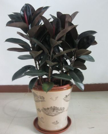 再说一个橡皮树、 虎尾兰、马拉巴栗（发财树）等观叶植物douNeng吸收室内的大部分有害气体