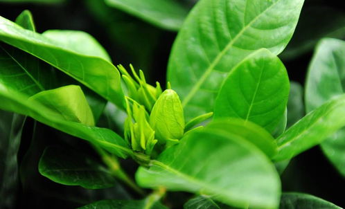 桅子花新叶变黄怎么办？是土壤问题还是病虫害