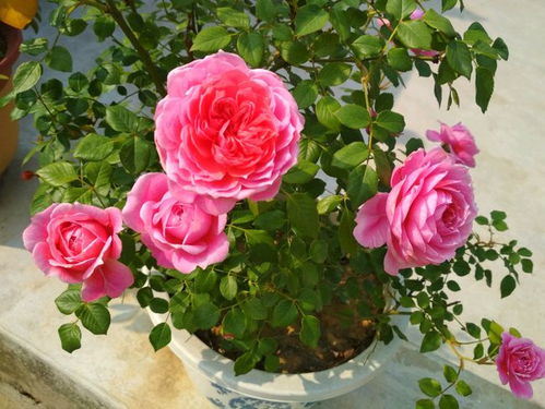 铃之妖精：粉嫩可爱的微月之星