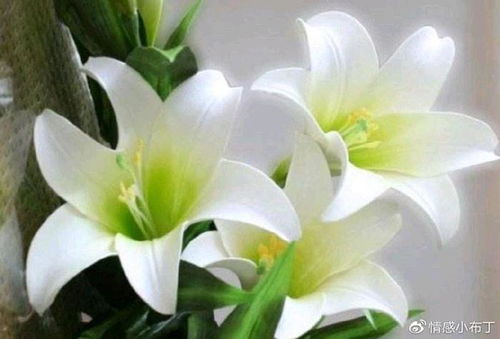 “百合花：阳光与太阳的挚爱，光照下的花语传奇”