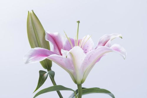 百合花语：传递善良温暖，美好心灵之花